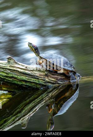 Die bezaubernde Rothörrige Rutschschildkröte, Trachemys scripta elegans, die sich in der Sonne entlang der nordamerikanischen Wasserstraßen sonnen, eine beliebte und farbenfrohe Wassersportart Stockfoto