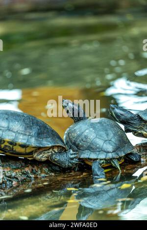 Die bezaubernde Rothörrige Rutschschildkröte, Trachemys scripta elegans, die sich in der Sonne entlang der nordamerikanischen Wasserstraßen sonnen, eine beliebte und farbenfrohe Wassersportart Stockfoto