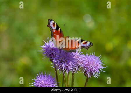 Europäischer gemeiner Pfauenfalter (Aglais io, Inachis io), der sich von Sommer-Fliedenblüte ernährt. Stockfoto