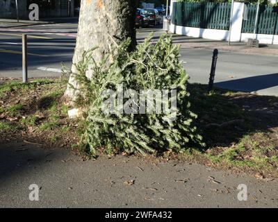 Tannenbaum liegt auf einem Gehweg *** Weihnachtsbaum liegt auf einem Gehweg Stockfoto