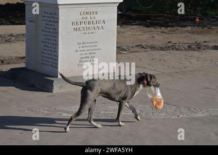 Tijuana, Baja California, Mexiko. Januar 2024. Ein Hund geht durch die Baustelle, wo neue Ersatzzäune in der Nähe der historischen Markierung installiert werden, die die Gebiete Mexikos und der Vereinigten Staaten und ihre Grenzen am Montag, den 29. Januar 2024 trennt. (Kreditbild: © Carlos A. Moreno/ZUMA Press Wire) NUR REDAKTIONELLE VERWENDUNG! Nicht für kommerzielle ZWECKE! Stockfoto