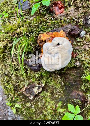 Pilze im Regenwald Stockfoto