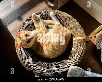 Mika die orange Tabby Stockfoto