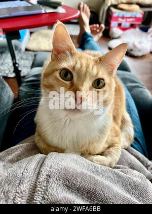 Mika die orange Tabby Stockfoto