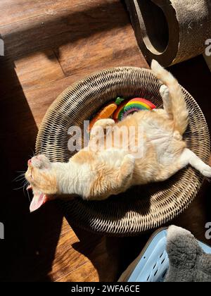 Mika die orange Tabby Stockfoto