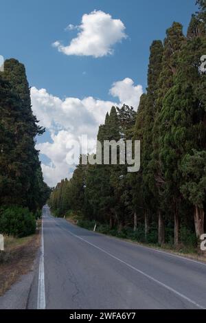 Viale dei Cipressi („Zypressenallee“), die Straße, die zum mittelalterlichen Dorf Bolgheri führt, gesäumt von jahrhundertealten Zypressen in der Toskana, Italien Stockfoto