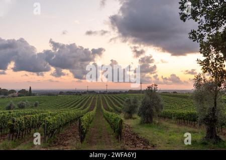 Malerischer Blick auf die Weinberge an der Küste der toskanischen Maremma mit dem Meer im Hintergrund bei Sonnenuntergang, Bolgheri, Livorno, Toskana, Italien Stockfoto