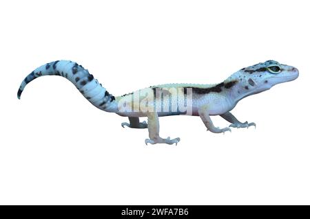 Leopard Gecko oder Eublepharis macularius auf weißem solidem Hintergrund. Stockfoto