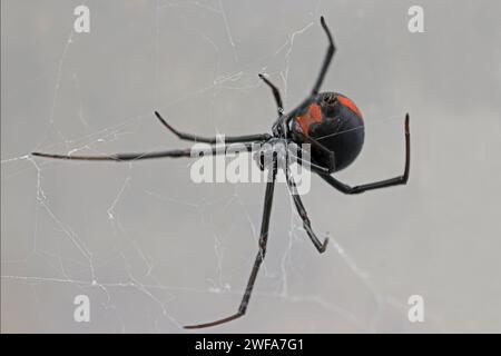 Australian Redback Spider Spinning Web Stockfoto