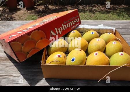 Eine Schachtel Mangos von Alphanso Ratnagiri, die man kaufen und verkaufen kann Stockfoto