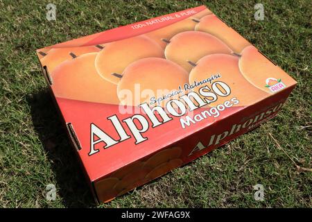 Eine Schachtel Mangos von Alphanso Ratnagiri, die man kaufen und verkaufen kann Stockfoto