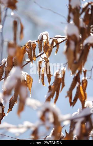 Buchenblätter im Winter, Deutschland Stockfoto