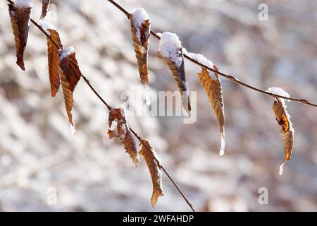 Buchenblätter im Winter, Deutschland Stockfoto