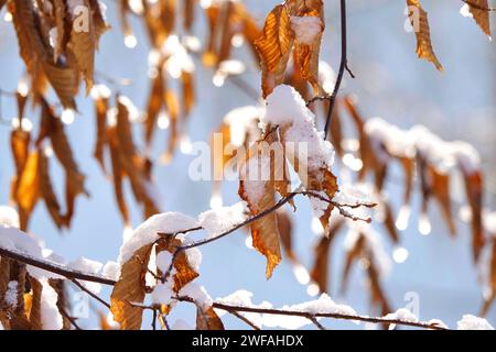 Buchenblätter im Winter, Deutschland Stockfoto