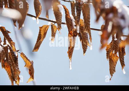 Buchenblätter im Winter, Deutschland Stockfoto