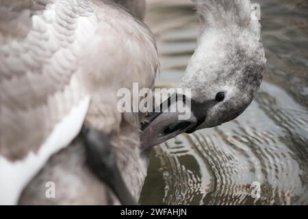 Junger grauer Stumm-Schwan (Cygnus olor), teilweise weiße Jugendliche, friedlich auf dem Wasser schwimmen und sich bei der Gefieder- und Gefiederpflege aufhalten Stockfoto