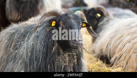 Graugehörnte Heidschnucken (Ovis gmelini aries) oder Lüneeburger Heidschnucken mit dunklem Kopf und langem Fell liegend, Porträt eines neugierigen Schafes mit Stockfoto