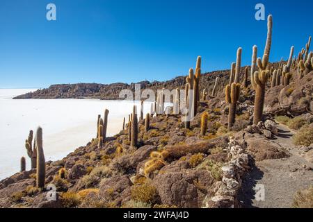 Salar de Uyuni Bolivien Insel Incahuasi Stockfoto