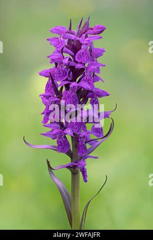 Breitblättrige Orchidee Stockfoto