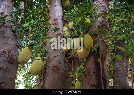 Jackfrucht-Baum (Artocarpus heterophyllus), auf einem Baum, Auroville, in der Nähe von Pondicherry oder Puducherry, Tamil Nadu, Indien Stockfoto