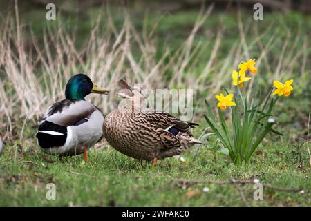 Stockenten (Anas platyrhynchos), Paar, Paarung, Feder, Hessen, Deutschland Stockfoto