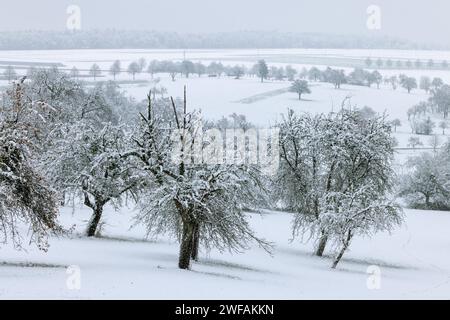 Obstwiesen im Winter, bei Waldenbuch Stockfoto