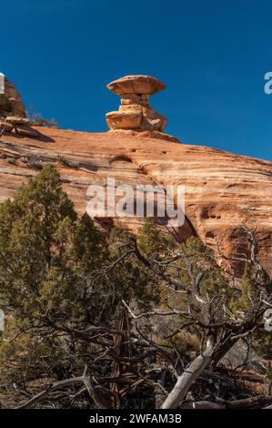 Ein Hoodoo auf einem Sandsteinfelsen in der McInnis Canyons National Conservation Area in der Nähe von Fruita, Colorado Stockfoto