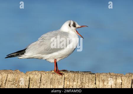 Schwarzkopfmöwe Stockfoto