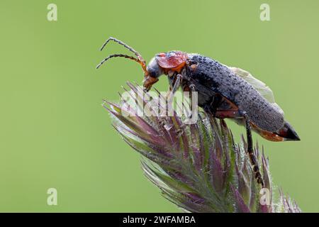 Weicher Käfer Cantharis rustica Stockfoto