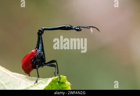 Männlicher Giraffenwedel (Trachelophorus giraffa) aus dem Andasibe-Nationalpark, Madagaskar Stockfoto