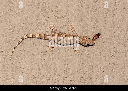 Tropischer Hausgecko (Hemidactylus mabouia), der Insekten in Zimanga, Südafrika ernährt Stockfoto
