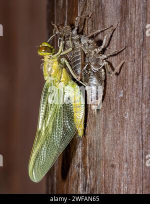 Eine Nymphe des Schwarzschwanzskimmers (Orthetrum cancellatum) durchläuft den Übergang und wird zur adulten Libelle, die als unvollständig bezeichnet wird Stockfoto