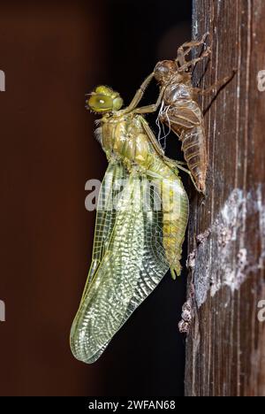 Eine Nymphe des Schwarzschwanz-Skimmer (Orthetrum cancellatum) Durchläuft Übergang und wird eine Erwachsene Libelle in den Prozess Als unvollständig MET bekannt Stockfoto