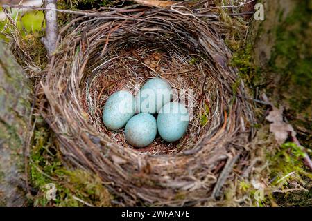 Nest und Eier der Amsel (Turdus merula) aus Hidra, Südwestnorwegen im Mai Stockfoto