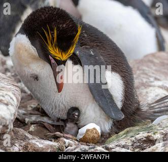 Makkaroni-Pinguin (Eudyptes chrysolophus) mit Küken auf dem Nest. Foto von Sounders Island, den Falklandinseln Stockfoto