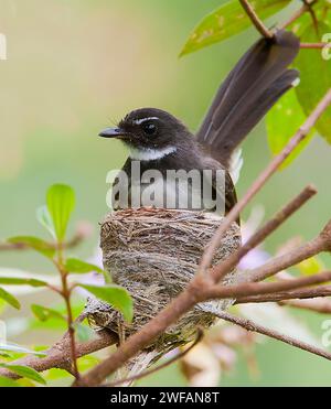 Malaysischer Tortenfantail (Rhipidura javanica) nistet im Danum Valley, Sabah, Borneo Stockfoto