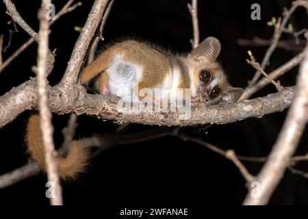 Rötlich-grauer Mauslemur (Microcebus griseorufus) aus dem Berenty Reserve im Süden Madagaskars Stockfoto