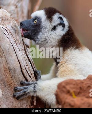 Verreaux-Sifaka (Propithecus verreauxi) Fütterung im Berenty Reserve, im Süden Madagaskars Stockfoto