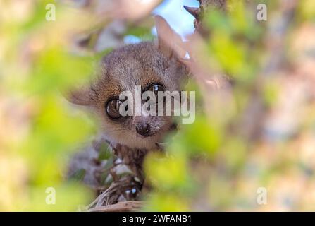 Rötlich-grauer Mauslemur (Microcebus griseorufus) aus dem Berenty Reserve im Süden Madagaskars Stockfoto