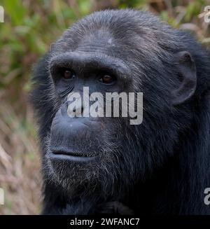 Gemeiner Schimpanse (Pan troglodytes) in Ol Pejeta Conservancy, Kenia Stockfoto