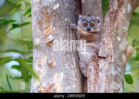 Weißfüßiger sportiver Lemur (Lepilemur leucopus) aus dem Berenty Reserve, Süd-Madagaskar Stockfoto