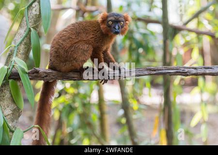 Hybrid zwischen schwarzem Lemur (Eulemur macaco) und gekröntem Lemur (Eulemur coronatus) im Palmarium Resort, Madagaskar, Afrika Stockfoto