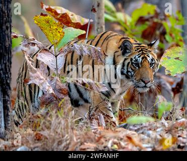 Weiblicher bengalischer Tiger (Panthera tigris tigris) im dichten Wald des Pench National Park, madhya Pradesh, Indien Stockfoto