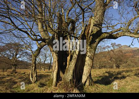 Massive Rissweide in offener Landschaft mit anderen weiter entfernten Bäumen und niedrigen Hügeln in der Nähe von Killin, Perthshire, Schottland, Vereinigtes Königreich Stockfoto