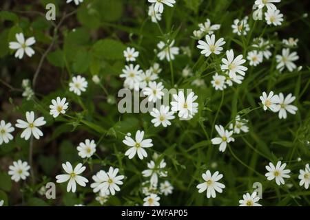 Weiße Blüten in Grün an einem Frühlingstag auf den Klippen von Rotenfels bei Bad Münster. Stockfoto