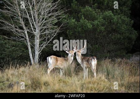 Damhirschpaare im Wald in Strath Tummel, Perthshire, Schottland, Großbritannien Stockfoto