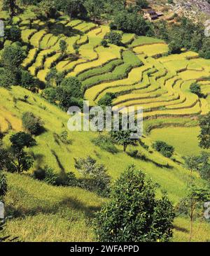 Terrassierten Feldern von Reis und Gerste Schritt auf einem Hügel in der Nähe des Dorfes Sinam in den Ausläufern der Kangchenjunga im Osten Nepal Stockfoto