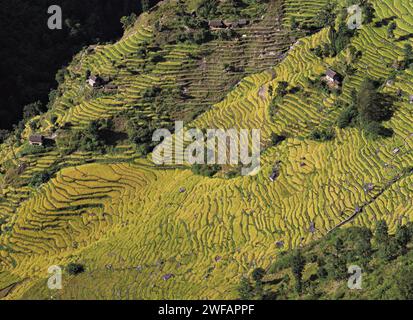 Terrassierten Feldern von Reis und Gerste Schritt auf einem Hügel in der Nähe des Dorfes Sinam in den Ausläufern der Kangchenjunga im Osten Nepal Stockfoto