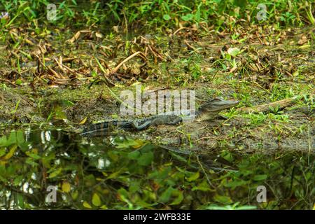 Baby Krokodil genießt Sonne im Swamp Stockfoto