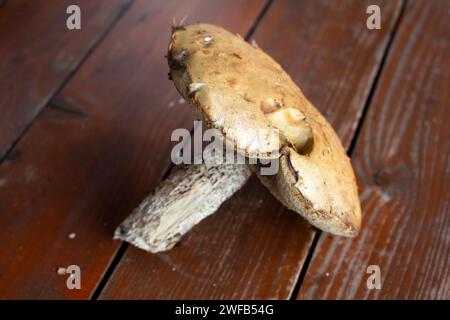 Frische essbare Wildpilze im Herbst Stockfoto
